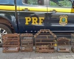 Polícia Rodoviária Federal resgata 5 aves silvestres na BR-316 em Inhuma