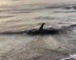 Tubarão batendo as nadadeiras é encontrado na areia em praia de Laguna