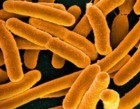 Mortes por superbactérias superam HIV e malária no mundo, diz pesquisa