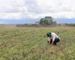 Crescimento de área de soja no Piauí pode chegar a 8%