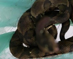 Homem é picado por cobra, mata o animal e o leva para a UPA em Goiás