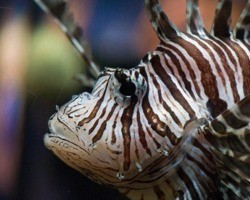 Peixe invasor em Noronha está se reproduzindo, aponta recente estudo