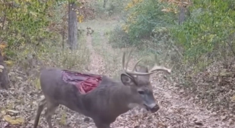 Incrível: vídeo misterioso e chocante mostra cervo sem um pedaço das costas - Imagem 1