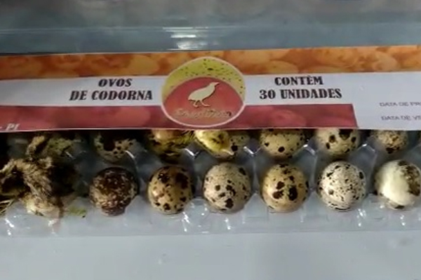 Filhotes de codorna nascem no Piauí