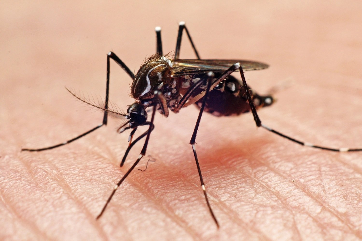 Aedes Aegypty é o principal vetor das arboviroses (Foto: Divulgação)