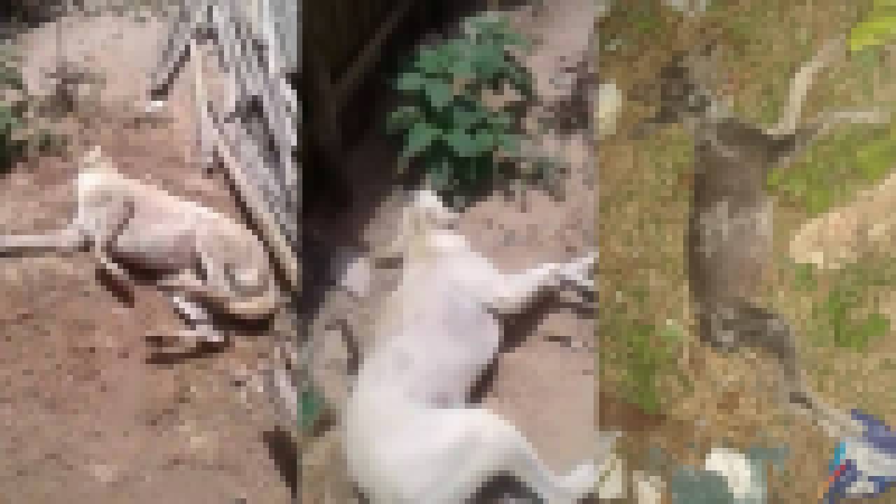 Polícia investiga a morte de diversos cachorros por envenenamento em União (Foto: Reprodução)
