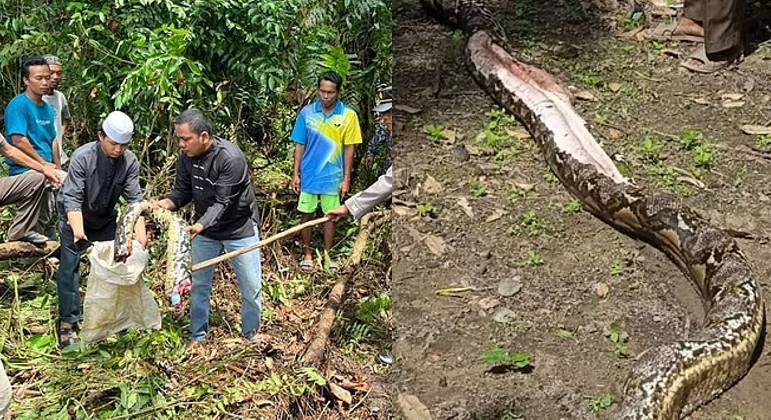 Mulher desaparecida é encontrada morta dentro de cobra de quase 7 m (Foto: Viral Press / Daily Mail)Mulher desaparecida é encontrada morta dentro de cobra de quase 7 m (Foto: Viral Press / Daily Mail)