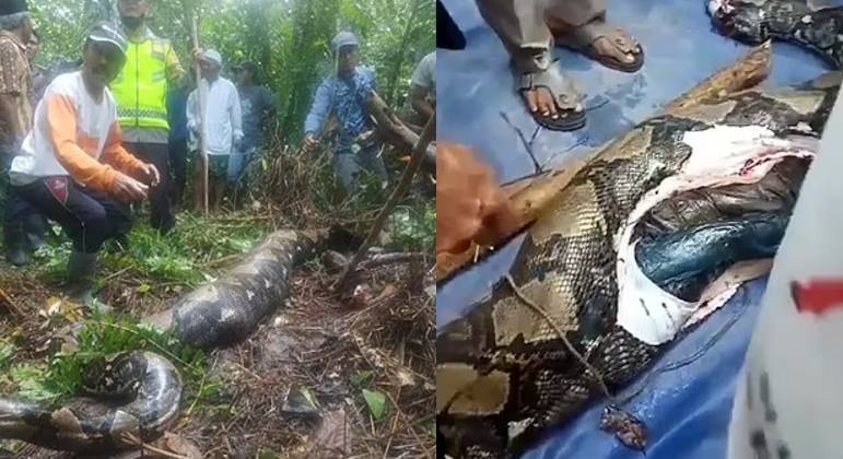 Mulher desaparecida é encontrada morta dentro de cobra de quase 7 m (Foto: Viral Press / Daily Mail)