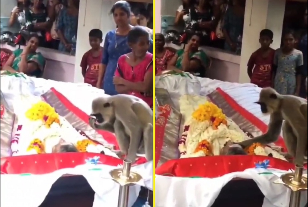 Macaco lamentando morte de cuidador 