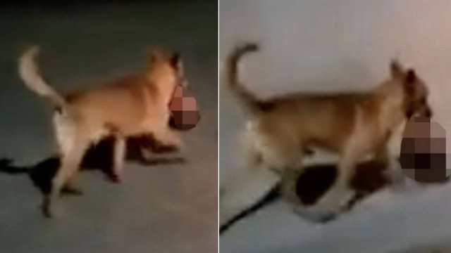 Cachorro é visto carregando cabeça de homem executado por traficantes (Foto: Reprodução)