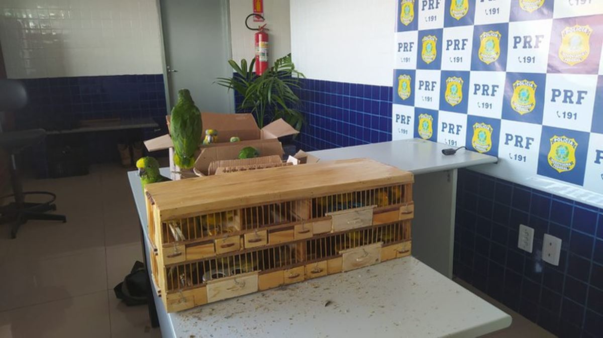 Polícia Rodoviária resgata 48 aves silvestres no município de Floriano - Foto: Divulgação/PRFPolícia Rodoviária resgata 48 aves silvestres no município de Floriano - Foto: Divulgação/PRF