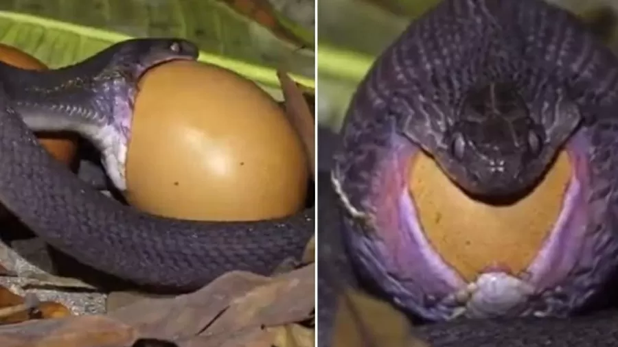 Cobra engole ovo maior do que a sua própria cabeça - Foto: Reprodução
