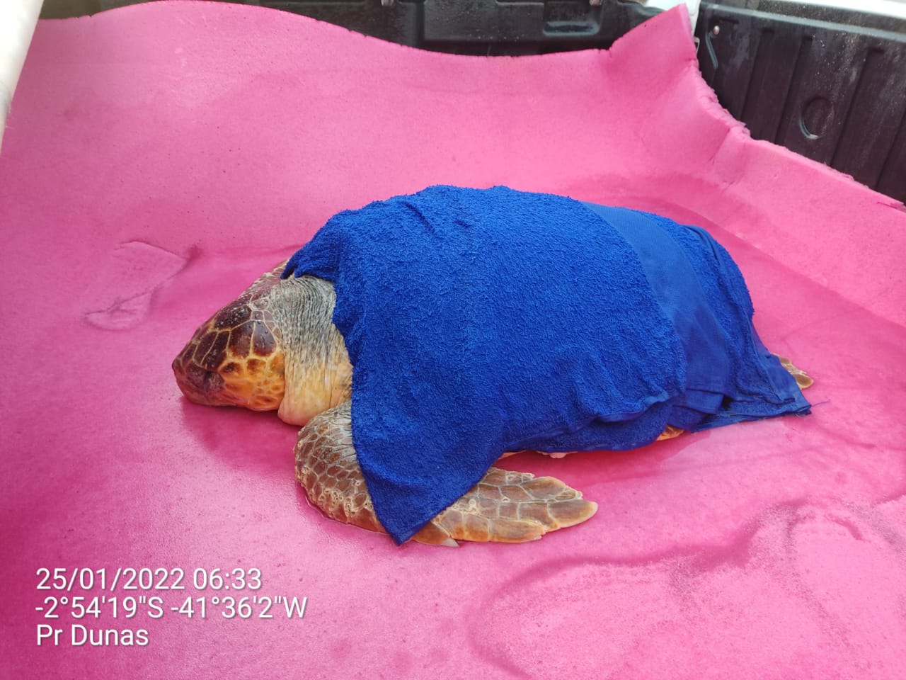 No primeiro momento, quando ocorreu o resgate, o animal foi levado para a base do projeto peixe-boi marinho/ICMBio, no município de Cajueiro da Praia - Foto: Divulgação
