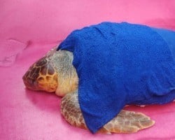 Semar realiza transferência de tartaruga marinha resgatada no Delta
