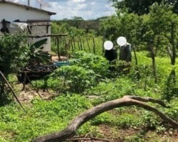 Polícia localiza plantação de maconha e homem é preso no Sul do Piauí