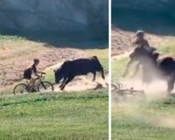 Vídeo assustador mostra ciclista sendo “atropelado” por touro em corrida
