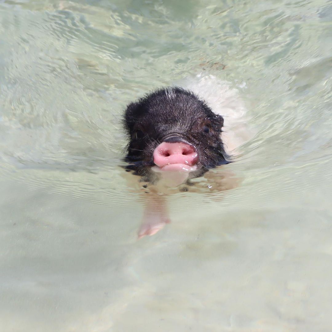 Fofura: porcos órfãos invadem praia e se tornam atração principal - Imagem 2