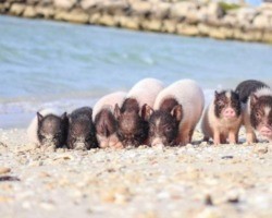 Fofura: porcos órfãos invadem praia e se tornam atração principal
