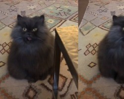 Gato Persa viraliza por ter um miado “diferente”; confira o vídeo do felino