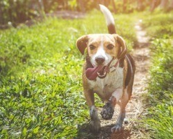 Confira a lista das 10 raças de cachorros mais fofas do universo