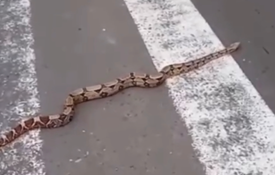 Cobra jiboia é vista atravessando faixa de pedestres em Teresina; vídeo!