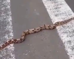 Cobra jiboia é vista atravessando faixa de pedestres em Teresina; vídeo!
