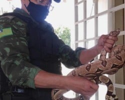 Polícia Ambiental resgata 7 cobras em menos de 24 horas em Teresina 