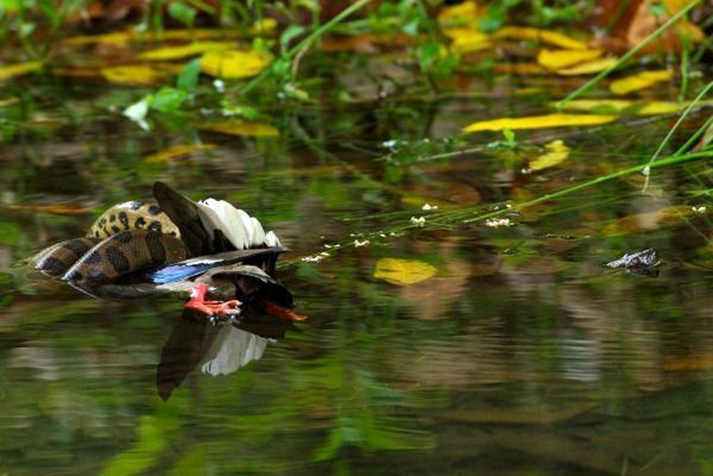 Cobra permaneceu mais de trinta minutos até desaparecer pela lagoa com sua presa. — Foto: ArquivoPessoal 