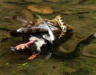 Maior espécie de sucuri é flagrada atacando ave em lagoa em Bonito-MS