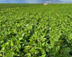Agro deve produzir 2,9 mi de toneladas de soja em 2022 no Piauí