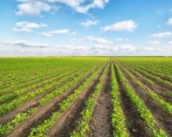 Fertilizantes: Importação é recorde e chega a 41,6 milhões de toneladas