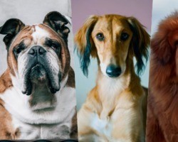 Descubra quais são as raças de cachorro mais caras do mundo