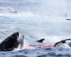 Orcas são vistas pela primeira vez matando baleias azuis; vídeo!