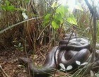 Vídeo mostra registro raro de sucuris-verdes acasalando em Bonito (MS)