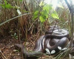 Vídeo mostra registro raro de sucuris-verdes acasalando em Bonito (MS)