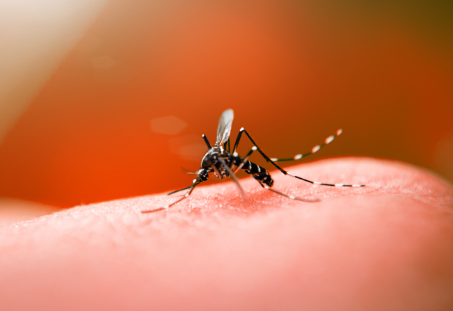 Com as chuvas aumentao número de mosquitos- reprodução