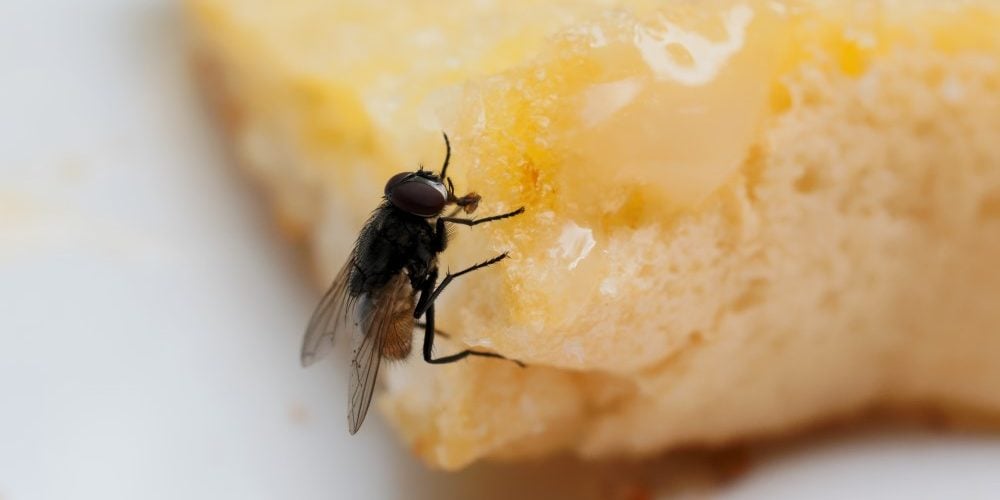 As moscas estão por toda parte e contaminando tudo - reprodução internet