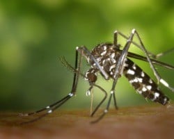 Dengue: 31% dos brasileiros acham que a doença desapareceu na pandemia