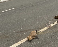 Três capivaras morrem atropeladas na zona Sul de Teresina