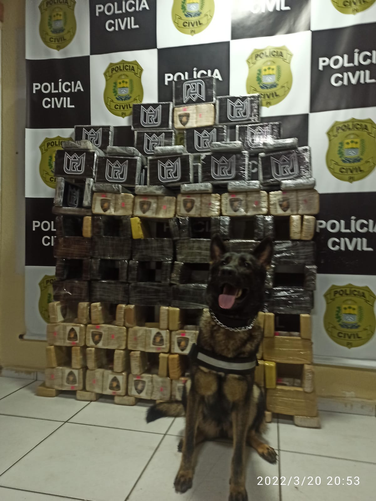 Operação se deu com apoio do Núcleo de Operações com Cães - Foto: Divulgação/SSP-PI
