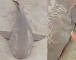 Tubarão lixa é encontrado por pescadores na Praia Pedra do Sal; vídeo!