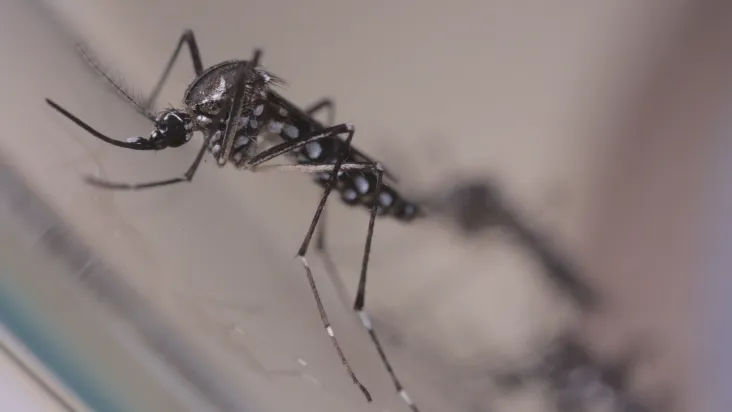Aedes é o principal transmissor da dengue e outras doenças 