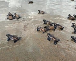125 tartarugas marinhas nascem no litoral do Piauí; Fotos!