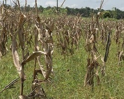 Chuvas destroem lavoura de milho e produção de horticultura em Teresina 