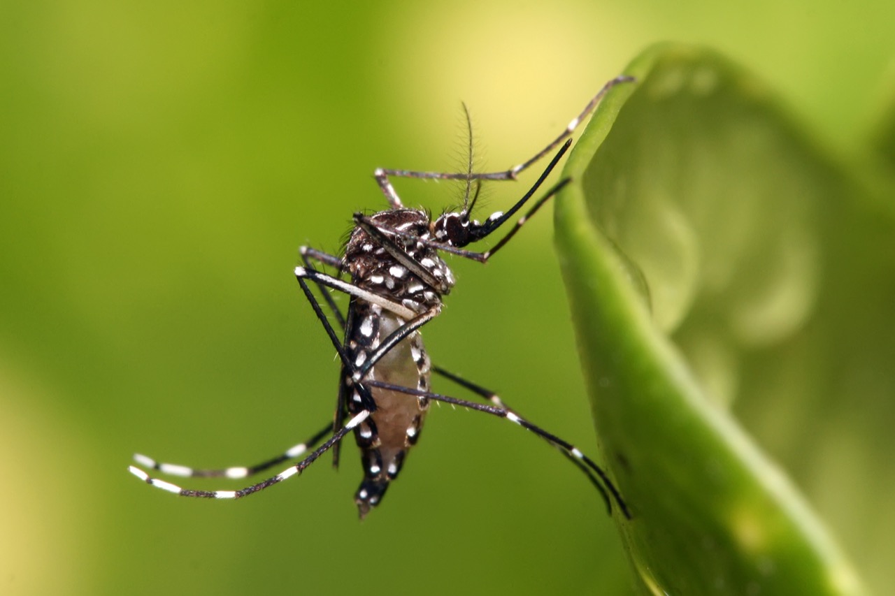 Moquito Aedes aegypti, que provoca a dengue, zika e chikungunya. Crédito: Wikipédia.