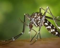 FMS confirma a quarta morte por dengue; óbito de bebê ainda é investigado