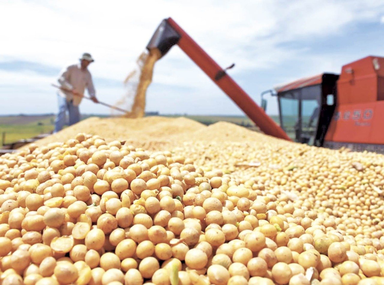 Safra de soja no Piauí se aproxima das 3,3 milhões de toneladas - Foto: Jornal MN