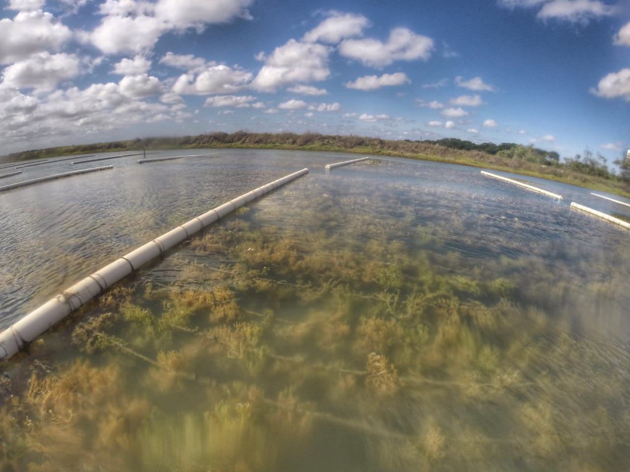 Cultivo leva a produção de bio insumos - Divulgação