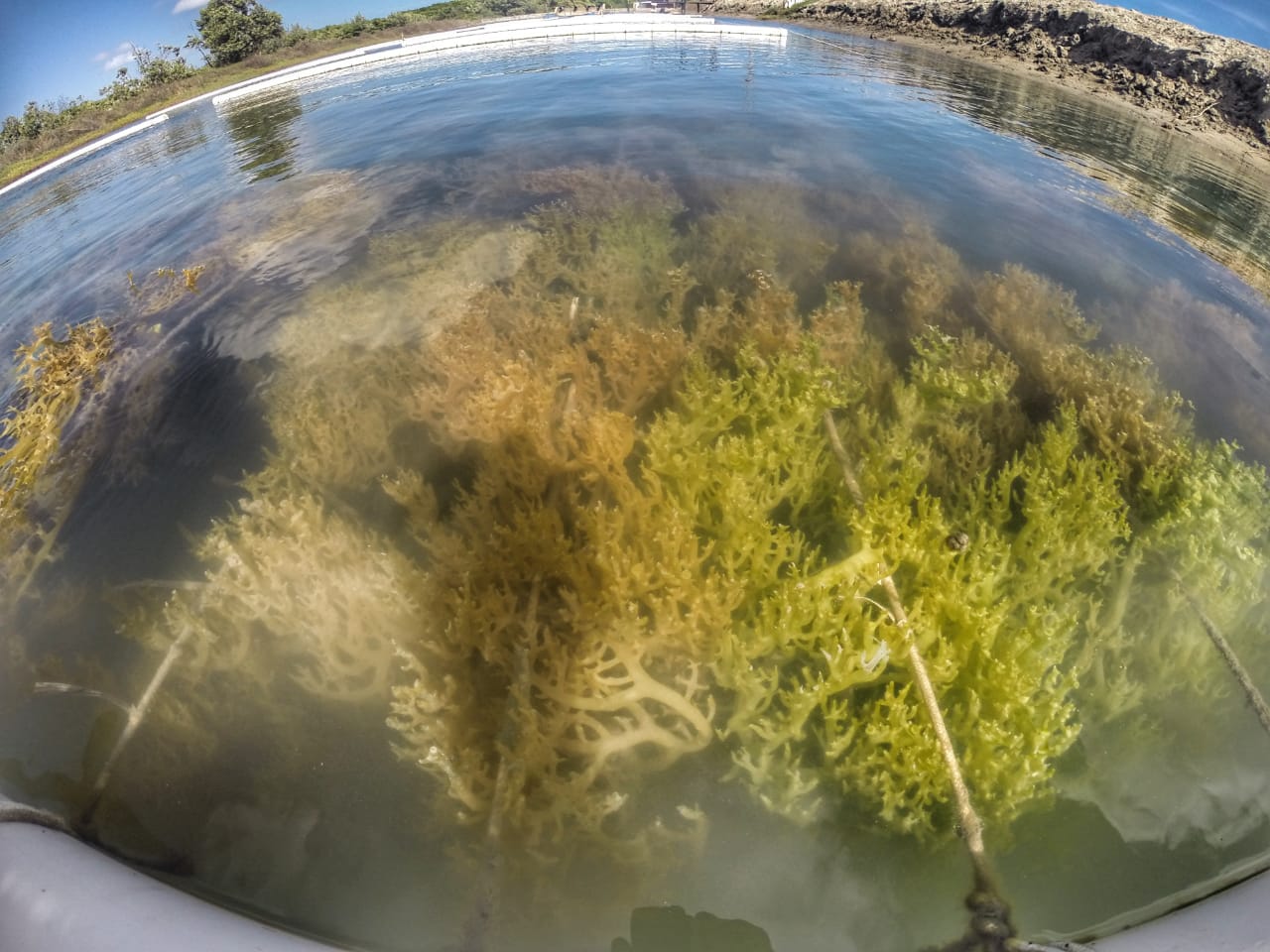 Algas permitem um maior aprovreitamento -Divulgação