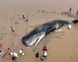 Bombeiros e voluntário salvam baleia encalhada na praia; confira o vídeo!